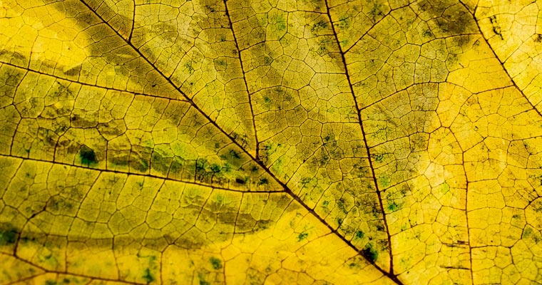 Leaf Texture